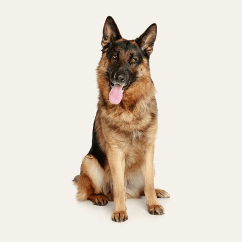 German Shepherd Price in Bangalore