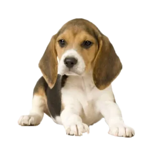 beagle-puppies-in-bangalore​