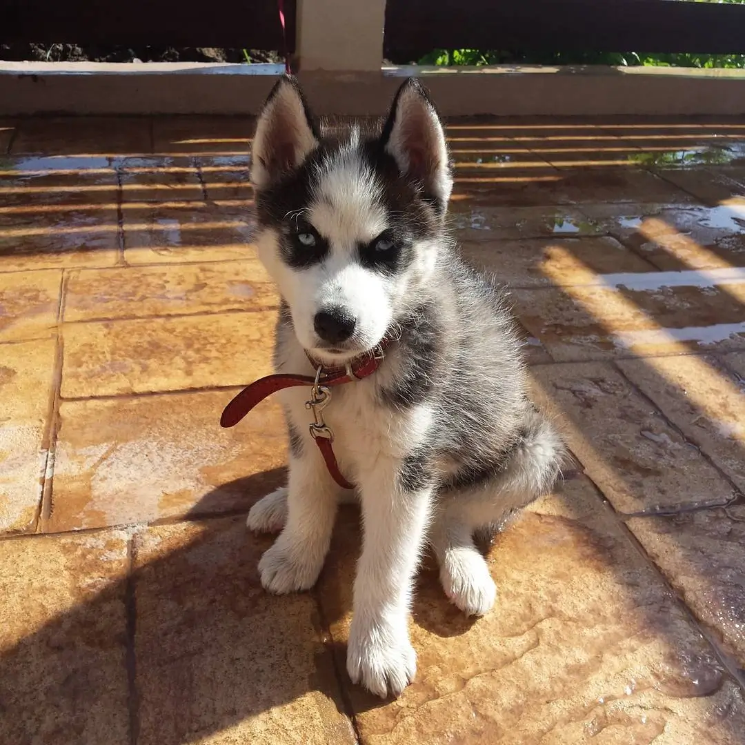 beagle-puppy-for-sale