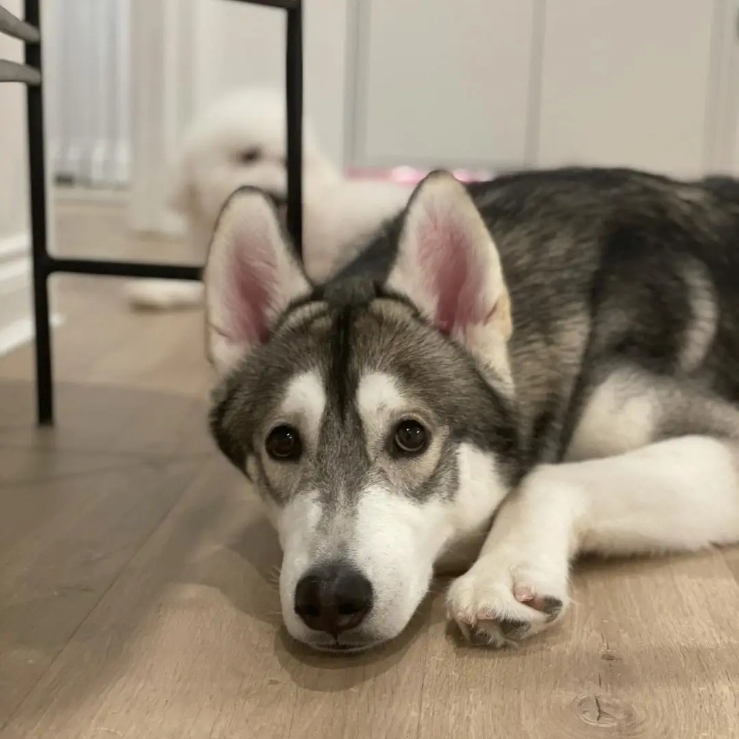 Teddy-Siberian-Husky