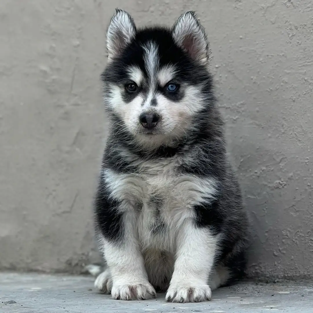 Tiger Siberian Husky