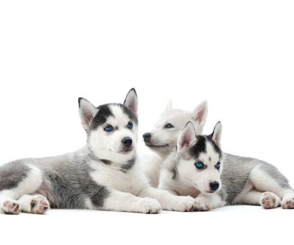 group-adorable-husky-puppies-lying-isolated-white-copyspace