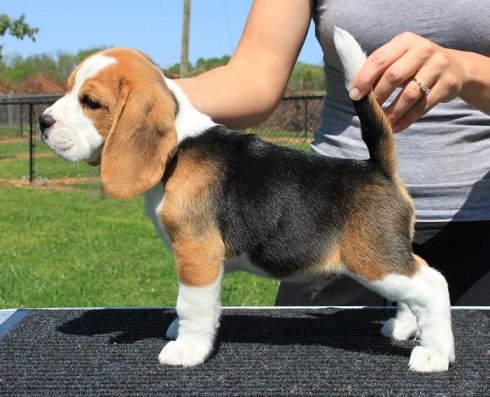 beagle-dog-price