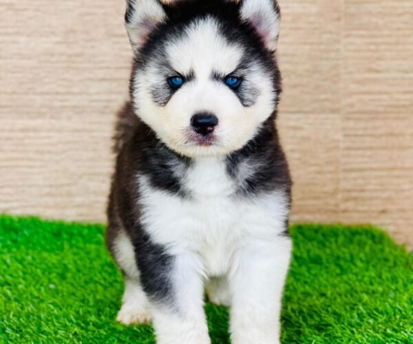 husky