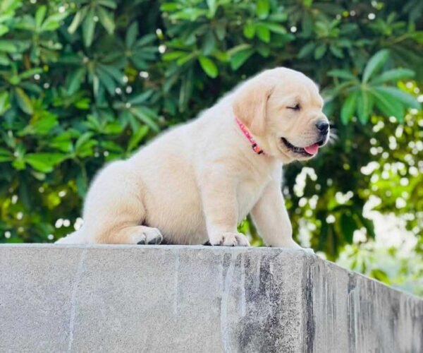 lab