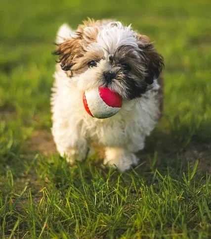 shih-tzu-goa-02