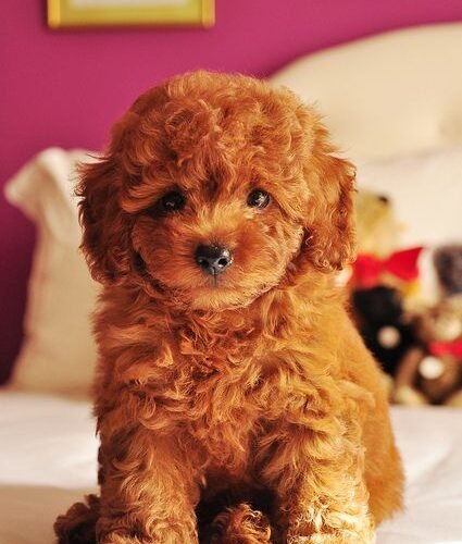 toy-poodles-for-sale