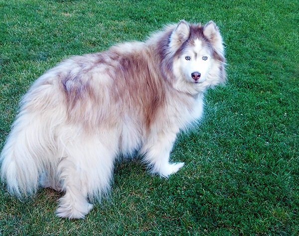 woolly-coat