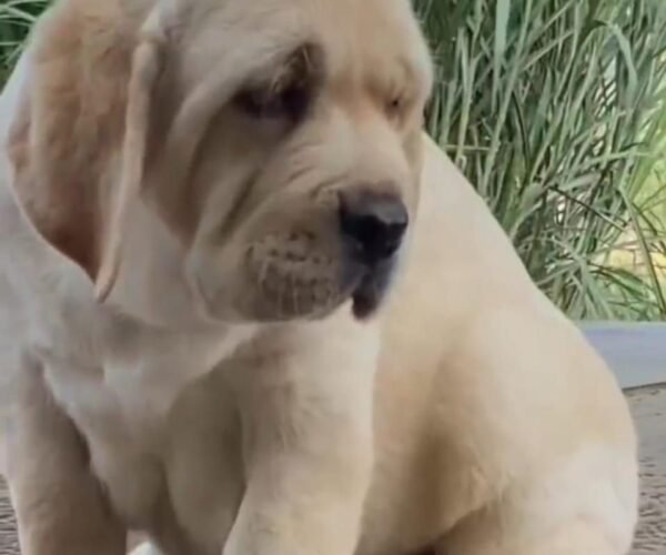 Labrador-Retriever-coat