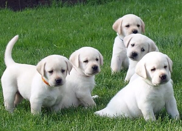 Labrador-puppies-in-Bangalore