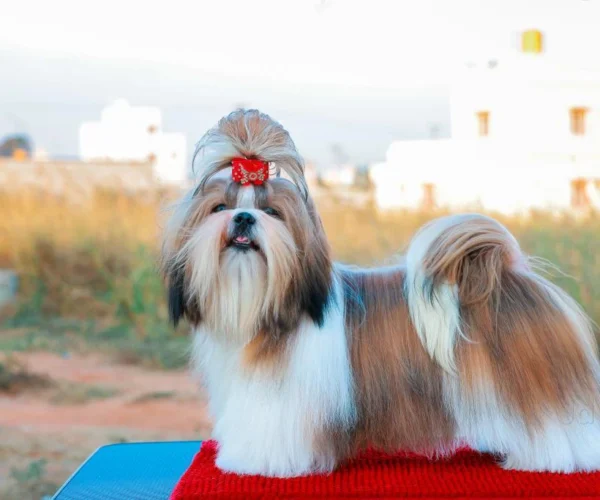 Shih-Tzu-puppies-in-Bangalore