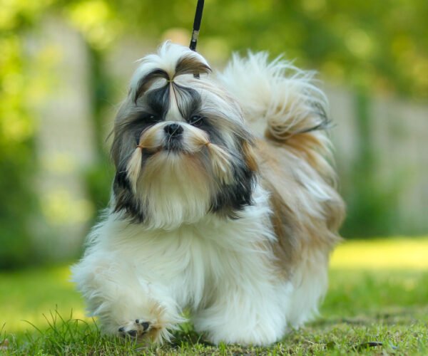 ShihTzu