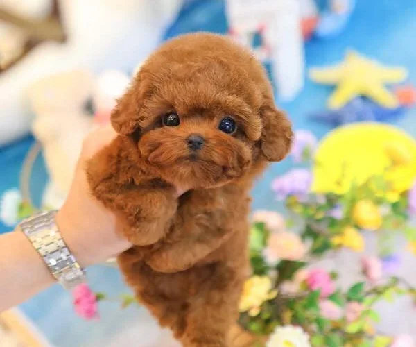 Small-breed-dogs-in-Bangalore