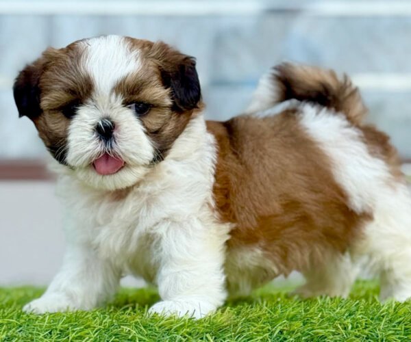 buy-shih-tzu-puppies-in-punjab