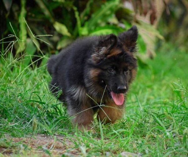 german-shepherd-puppies-for-sale