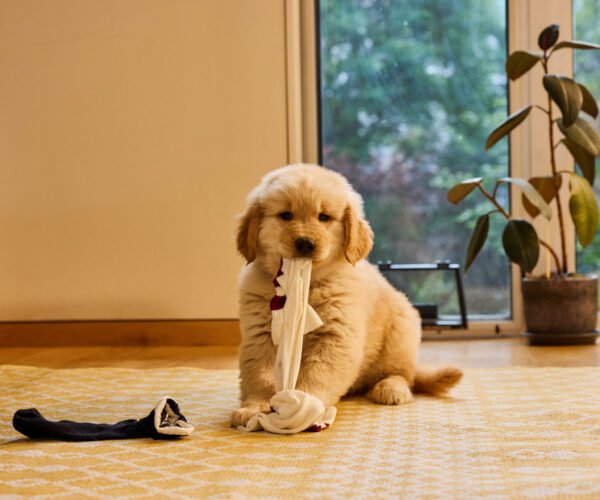 golden-retriever-puppies