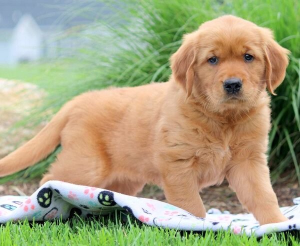 golden-retriever-puppies-for-sale