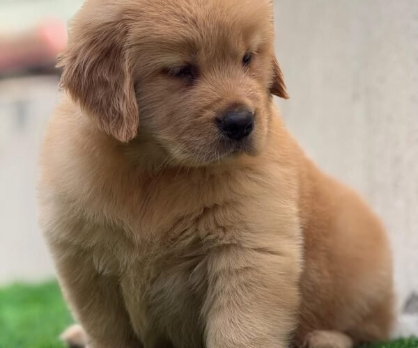 golden-retriever-puppies-in-bangalore