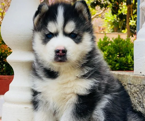 puppy-dogs-for-sale-near-me