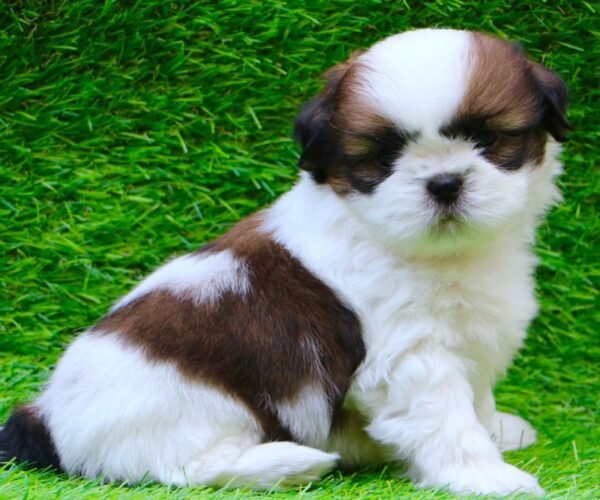 shih-tzu-puppy-2