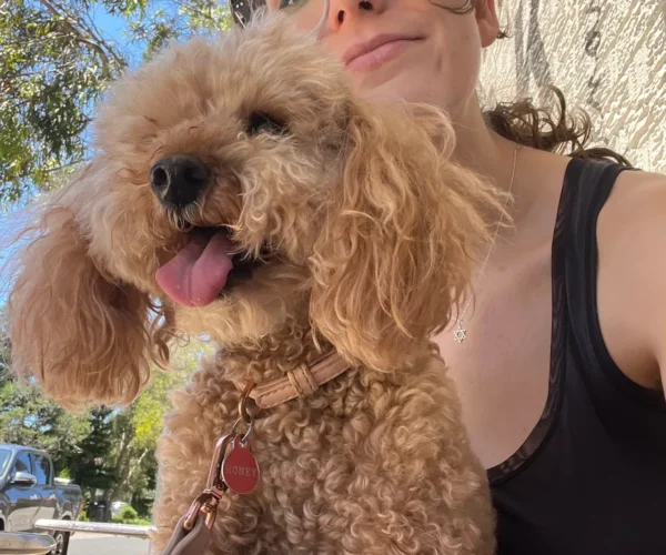 toy-poodle-price-in-india
