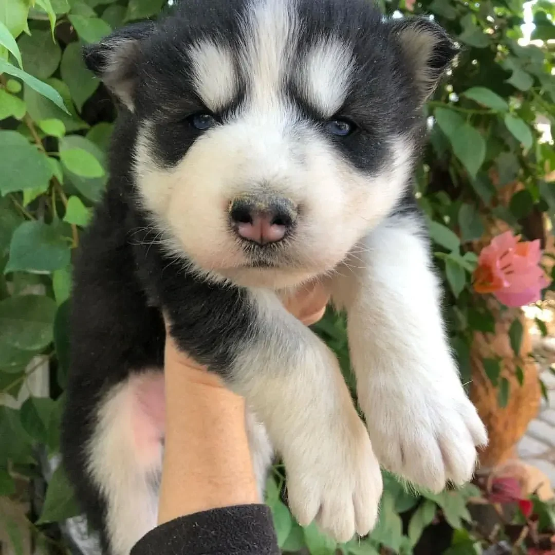 Husky-Puppies-for-Sale-in-Bangalore​