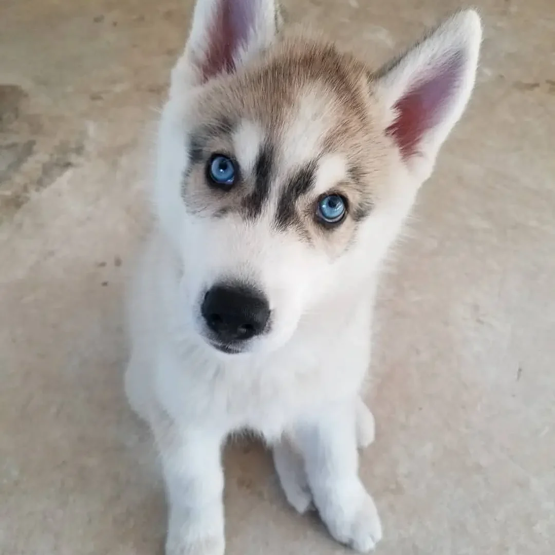 Tucker-Siberian-Husky