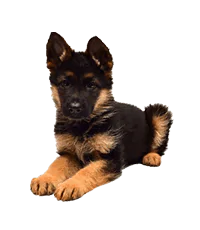 German Shepherd Price in Bangalore