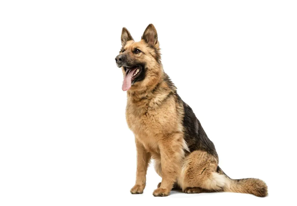 German Shepherd Price in Bangalore