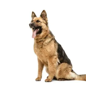 German Shepherd Price in Bangalore