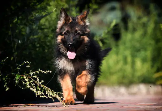 German Shepherd Price in Bangalore