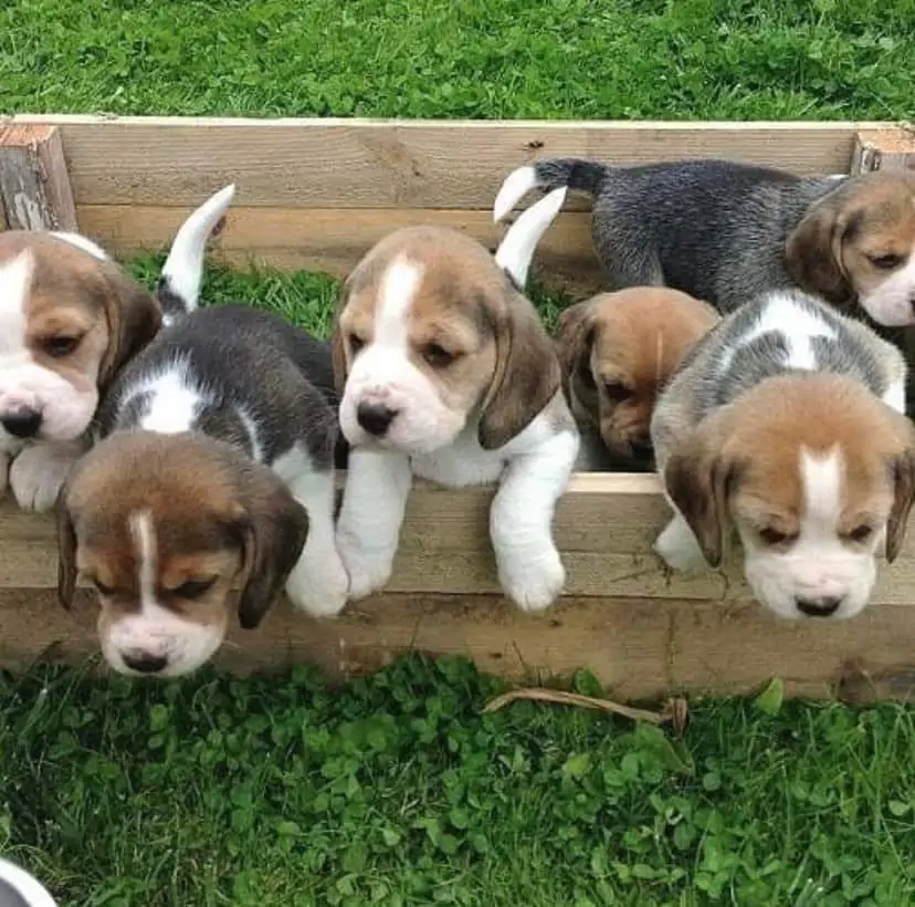 Beagle Price in Bangalore