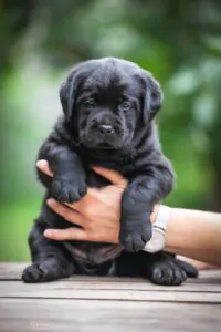 labrador puppy price in Bangalore