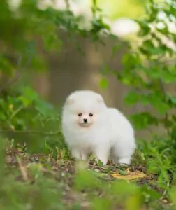 pomeranian price in Bangalore